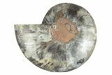 Cut & Polished Ammonite Fossil (Half) - Unusual Black Color #244963-1